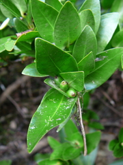 Ixora vieillardii