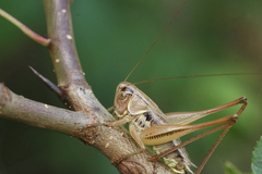 Broughtonia domogledi