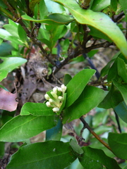 Ixora vieillardii
