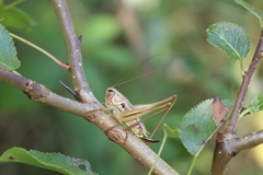 Broughtonia domogledi