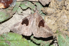 Hypena drucealis
