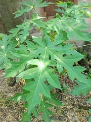 Carica papaya