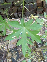 Carica papaya