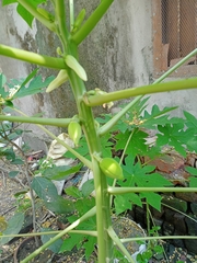 Carica papaya