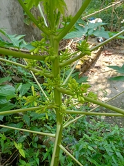 Carica papaya