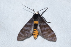 Pachydota drucei