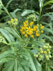 Angiospermae