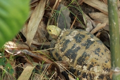 Indotestudo elongata