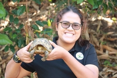 Indotestudo elongata