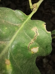 Stigmella ruficapitella