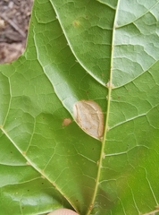 Phyllonorycter joannisi