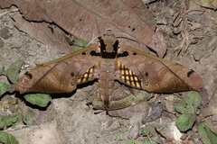 Adhemarius tigrina