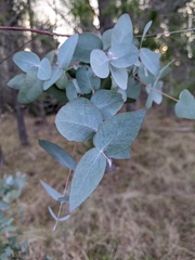 Eucalyptus nova-anglica