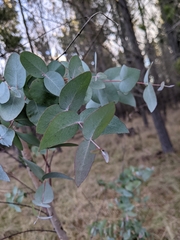 Eucalyptus nova-anglica