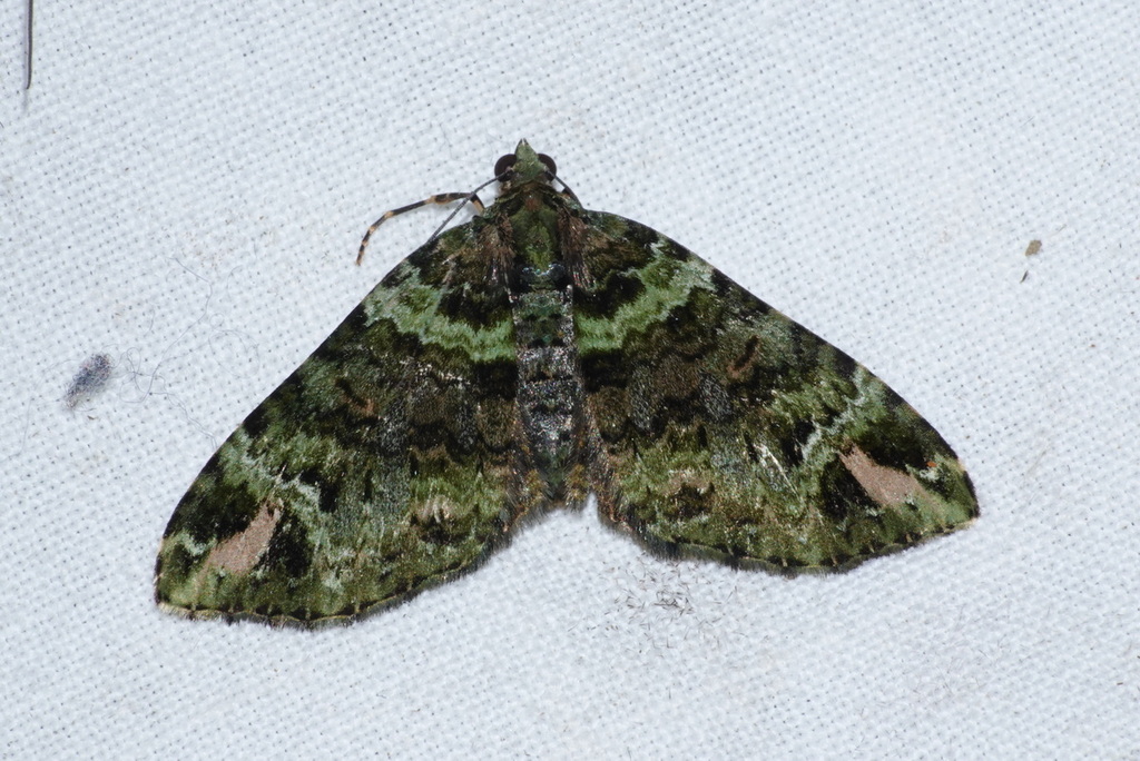 Hammaptera ignifera