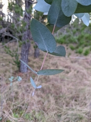 Eucalyptus nova-anglica