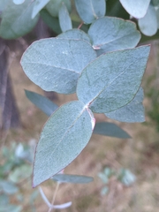 Eucalyptus nova-anglica