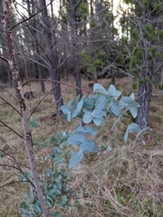 Eucalyptus nova-anglica