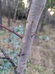 Eucalyptus nova-anglica