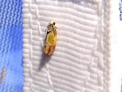 Eumarozia malachitana