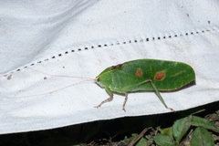 Phyllopterini