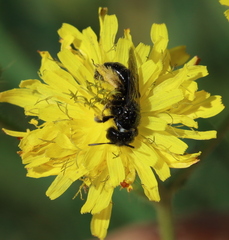 Panurgus dentipes