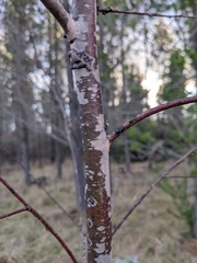Eucalyptus nova-anglica