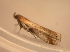 Acrobasis suavella
