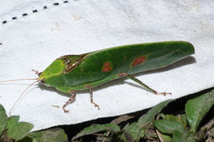 Phyllopterini