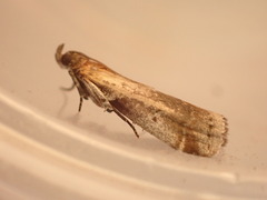 Acrobasis suavella