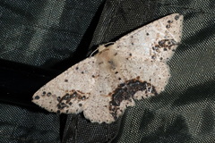 Isochromodes granula