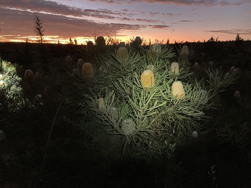 Image of Banksia hookeriana by (c) Thomas Mesaglio, some rights reserved (CC BY)