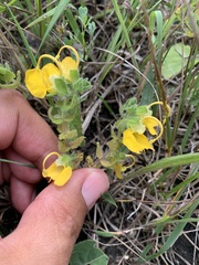 Rhynchocorys orientalis