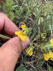 Rhynchocorys orientalis