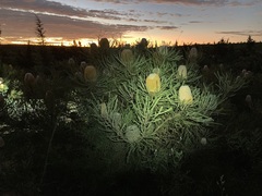 Banksia hookeriana