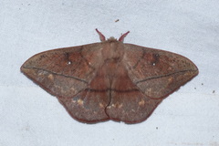 Periga galbimaculata