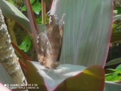 Junonia iphita