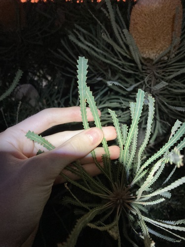 Image of Banksia hookeriana by (c) Thomas Mesaglio, some rights reserved (CC BY)