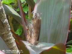 Junonia iphita