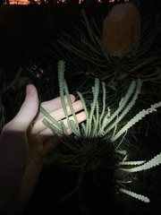 Banksia hookeriana