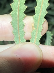 Banksia hookeriana