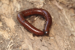 Pachyiulus hungaricus