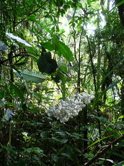 Psychotria baillonii
