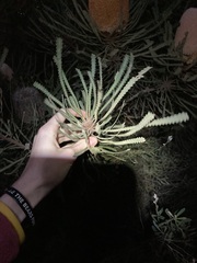 Banksia hookeriana
