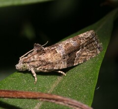 Eudemis porphyrana