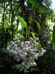 Psychotria baillonii