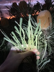 Banksia hookeriana