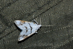 Neurophyseta camptogrammalis