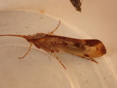 Limnephilus marmoratus