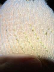 Banksia hookeriana